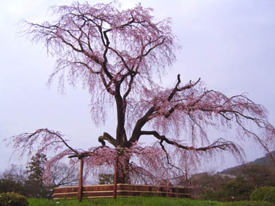 亡き父が生前好きだった、円山公園の枝垂桜